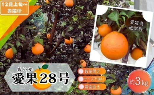 ys\ ʌz󂠂 28 TCYs 3kg 15ʑO 12{珇ƒp _  ݂ k {ɂ͂ s t u Q 3L [5310-0253]Qu
