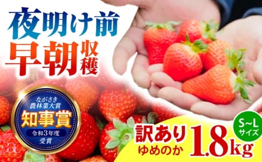 ※【2026年2月発送分/先行予約】【訳あり】【とろける甘さ、弾ける果汁!】いちご「ゆめのか」 S-Lサイズ 1.8kg / 訳あり 訳あり商品 訳あり果物 果物訳あり いちご イチゴ 苺 イチゴジャム /
