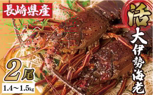 A108p 長崎県産特大活き伊勢海老2尾セット長崎県佐世保市57000魚介・海産物エビ