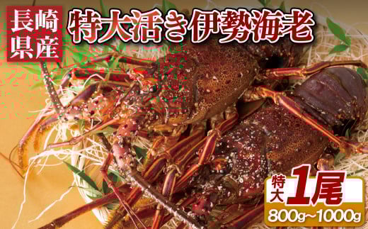 A106p 長崎県産活き大伊勢海老1尾長崎県佐世保市43500魚介・海産物エビ