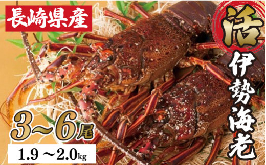 A107a 茧YNNnɐCVZbg茧ێs96500ECYGr