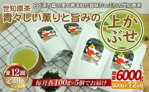 C245p 世知原茶 青々しい薫りと旨みの上かぶせ【12回定期便】長崎県佐世保市175500お茶・飲料お茶