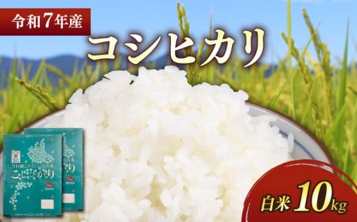 新米 令和7年 彦根産 コシヒカリ 10kg(5kg×2袋)こしひかり お米 白米 精米 米 こめ おこめ コメ ご飯 ごはん コシヒカリ おすすめ  滋賀 彦根 ひこね滋賀県彦根市35000米・パン白米