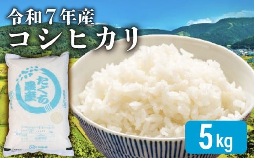 【先行予約 令和7年産】 新米 こしひかり 5kg 精米 米 コメ お米 白米 ご飯 コシヒカリ 5 1袋 令和7年 10月 順次発送 滋賀 彦根滋賀県彦根市15000米・パン白米