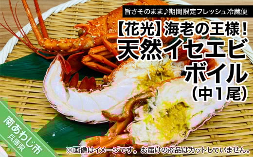 【旨さそのまま♪期間限定フレッシュ冷蔵便】海老の王様!天然イセエビボイル(中1尾)兵庫県南あわじ市13000魚介・海産物エビ