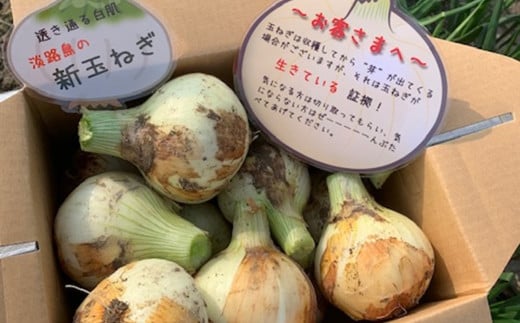 【予約受付】新玉ねぎ シャーロットオニオン 3kg ◆配送2月下旬〜6月兵庫県南あわじ市7000野菜・きのこ玉ねぎ・ねぎ