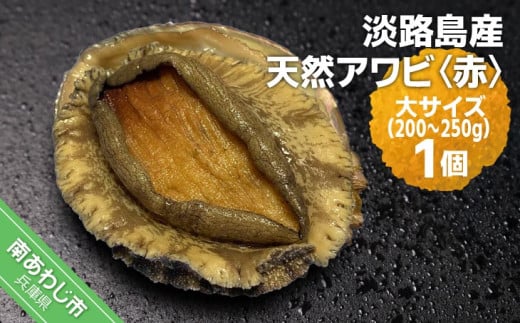 淡路島産天然アワビ(赤)大サイズ〈1個〉兵庫県南あわじ市13000魚介・海産物貝類