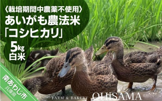 令和6年産 コシヒカリ 5Kg 白米 栽培期間中農薬不使用 あいがも農法米兵庫県南あわじ市19000米・パン白米