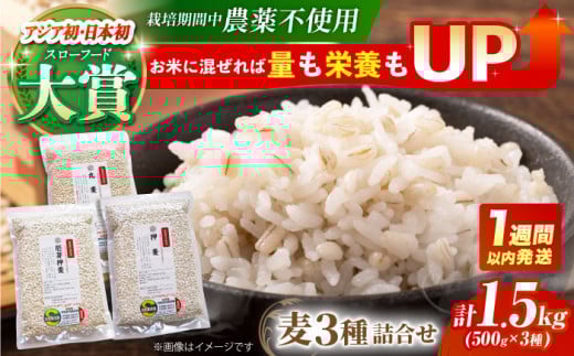 y͔|Ԓ_sgpzl 500g×3 (  艟 ۔ ) y_z[HAJ013]  G G ͂ 1 ʍ͔|_Y  H@ 500g  Hה Zbgꌧ]k16000