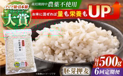 yS6ցz͔|Ԓ_sgp 艟 500g ( 1gp ) y_z[HAJ035]  G G ͂ 1 ʍ͔|_Y  H@ 艟 500g  ֍ꌧ]k36000