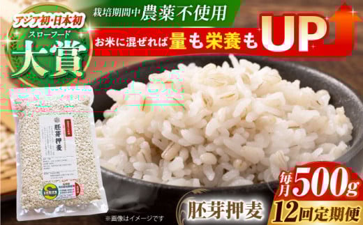 yS12ցz͔|Ԓ_sgp 艟 500g ( 1gp ) y_z[HAJ036]  G G ͂ 1 ʍ͔|_Y  H@ 艟 500g  ֍ꌧ]k72000