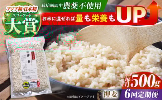yS6ցz͔|Ԓ_sgp  500g ( 1gp ) y_z[HAJ038]  G G ͂ 1 ʍ͔|_Y  H@ 500g  ֍ꌧ]k36000āEpāE