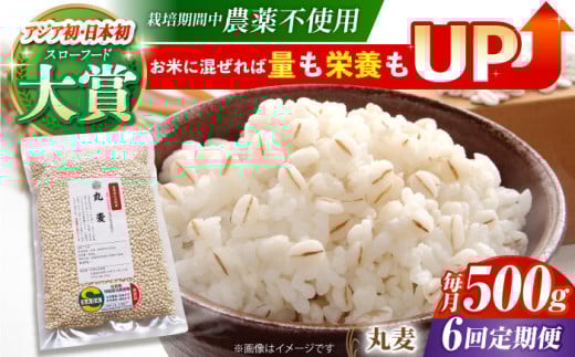 yS6ցz͔|Ԓ_sgp ۔ 500g ( 1gp ) y_z[HAJ041]  G G ͂ 1 ʍ͔|_Y  H@ 500g  ֍ꌧ]k36000āEpāE