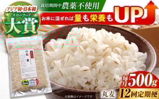 yS12ցz͔|Ԓ_sgp ۔ 500g ( 1gp ) y_z[HAJ042]  G G ͂ 1 ʍ͔|_Y  H@ ۔ 500g  ֍ꌧ]k72000āEp