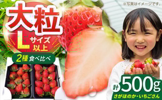 y12`4z_uEق̂v500g ( 250g×2pbN ) yԍՉʎz [HBN003]ꌧ]k8000ʕEt[c