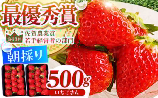 y_0ւ̒zy2`4zE݂ (  ) 500g ( 250g×2pbN ) yނ炨_z [HAF021] /   C`S ʕ  t[c  ق̂ ꌧ Y