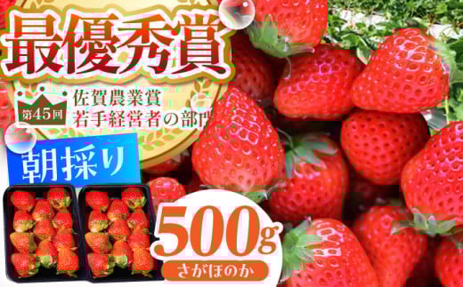 y_0ւ̒zy2`4zE݂ ( ق̂ ) 500g ( 250g×2pbN ) yނ炨_z [HAF022] /   C`S ʕ  t[c  ق̂ ꌧ Y