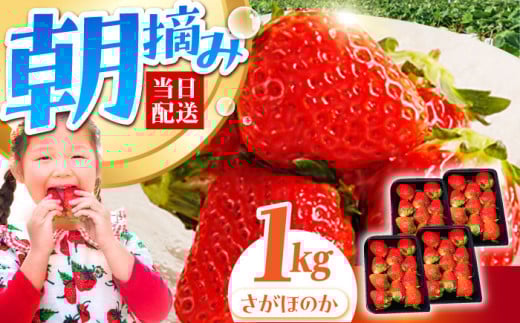 y_0ւ̒zy2`4zE݂ ق̂ 1kgi250g×4pbNjyނ炨_z [HAF024] /   C`S ʕ  t[c  ق̂ ꌧ Yꌧ