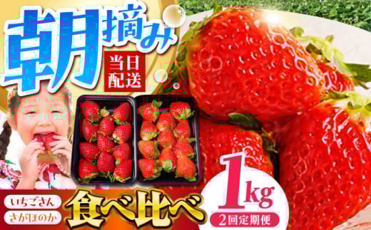 yS2ցzHהג v1kgiق̂ jyނ炨_z [HAF026]ꌧ]k15000ʕEt[c