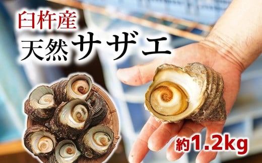 臼杵の綺麗な海で育った天然サザエ(1.2kg)大分県臼杵市14000魚介・海産物貝類