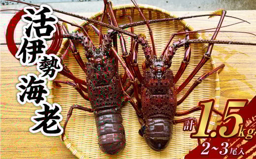 活 伊勢海老 (イセエビ) 大型 2〜3尾入り 1.5kg 伊勢エビ エビ 海老 新鮮長崎県長崎市50000魚介・海産物エビ