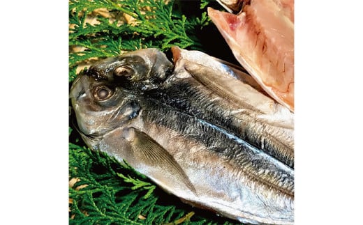 一夜干しざんまいセット / 干物 ひもの 魚介 海鮮 海産物 真空パック おかず おつまみ 長崎県 長崎市長崎県長崎市25000魚介・海産物干物