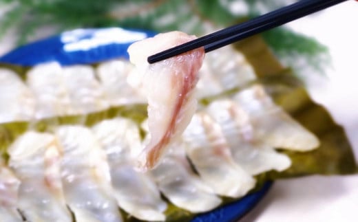 長崎の森で育てた『幻のクエ』昆布〆 刺身用  5〜6人前 (1kg〜2kg前後) / 魚 海鮮 魚介類 高級魚クエ  刺身 刺し身 頭付き 長崎県 長崎市長崎県長崎市50000魚介・海産物その他 魚介・海産物