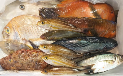 長崎漁港発!長崎近海産鮮魚セット (小) / 魚 魚介 鮮魚 海鮮 海産物 刺身 セット 地魚 詰め合わせ 詰合せ つめあわせ 大将農園 長崎県 長崎市 【2025年9月下旬〜12月下旬迄発送予定】長崎県