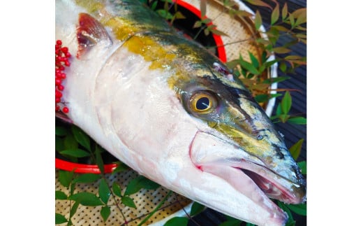 長崎近海 活き〆天然寒ぶり8kg台 (8.2kg〜8.8kg) 丸ごと1本!! / 魚 海産物 魚介 鮮魚 海鮮 ブリ ぶり 鰤 天然 ブリしゃぶ 刺身 大将農園 長崎県 長崎市 【2025年9月下旬〜2026年2月下旬迄発送予定