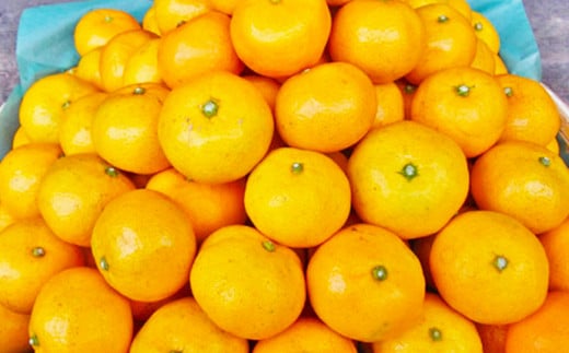 温州みかん「原口早生」3S〜Sサイズ 5kg 小みかん / 果物 フルーツ 柑橘 蜜柑 ミカン みかん 温州みかん 原口 早生 国産 大将農園 長崎県 長崎市 【2025年11月下旬〜12月下旬迄発送予定】長崎