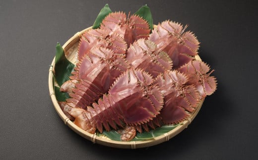 日本唯一 「以西底びき網漁」の活ウチワエビ 1kg 【2024年11月下旬-2025年3月下旬発送予定】 / 海鮮 魚介 新鮮 長崎県 長崎市長崎県長崎市16000魚介・海産物エビ