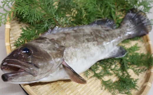 長崎の森で育てた『幻のクエ』 まるごと 一本(1kg〜2kg前後)/ 海鮮 魚介 刺身 クエ 鍋 高級魚 長崎県 長崎市長崎県長崎市50000魚介・海産物その他 魚介・海産物