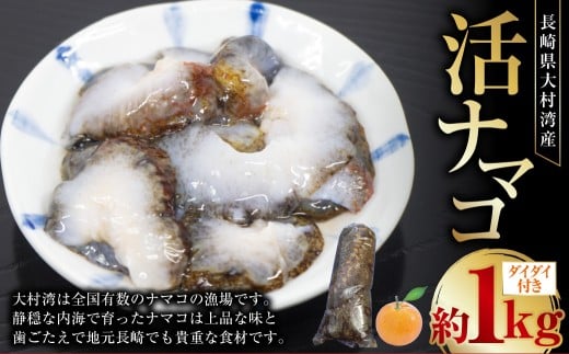 長崎県産 大村湾 活ナマコ 約1kg (ダイダイ付き) 【2025年12月上旬〜2026年1月下旬迄発送予定】 / なまこ ナマコ 海鼠 海鮮 魚介類 長崎県産 国産 長崎県 長崎市 冷蔵長崎県長崎市20000魚介・