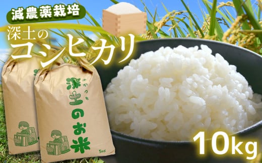 ߘa7NY V [y̓ʕăRVqJ 10kg ( 5kg × 2 )bߘa7NY L@엿 _  RVqJ  R I Hg 10kgRIs30000āEp