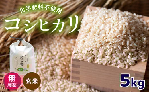 無農薬 ・ 化学肥料不使用 コシヒカリ(玄米)  5kg 令和6年産 米 (2025年2月以降の発送予定)  | 有機農産物認証推進協会認定 玄米 お米 米 こしひかり 美祢市 山口県 秋芳 カルスト台地 湧き水
