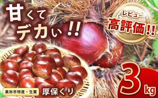 甘くて デカい ! 厚保くり ( 生栗 3Lサイズ ) 3kg 山口美祢産 先行予約 < 2025年11月6日 〜 11月中旬 発送予定> |  山口 美祢 栗 くり 厚保 大きい 甘い 大玉 特産品 焼き栗 栗ご飯 生栗 期間限