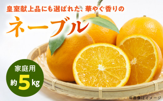 54-13 【先行予約】福島オレンジ農園 【家庭用】減農薬栽培! おいしい樹成甘熟!!ネーブル 約5kg熊本県宇土市10500果物・フルーツみかん・柑橘類
