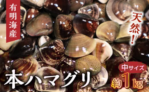 111-3 KKN水産  天然!! 有明海産の本ハマグリ  (中サイズ 約1s)熊本県宇土市14000魚介・海産物貝類