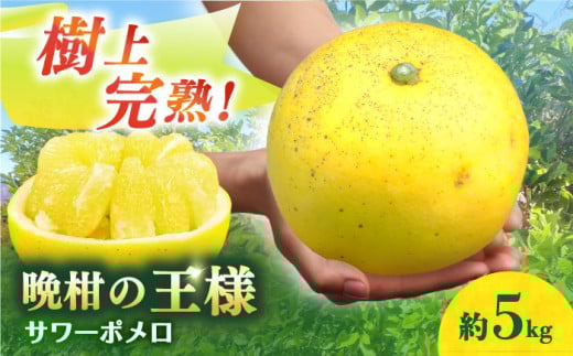 yʌzys\z T[|  5kg [2026N3蔭[ ^/ a_ [EBY004] YT[| s\ Y k ʕ  t[c  茧Y U Ԃ