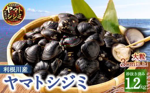 BN-5 神栖の黒宝 漁業者からお届け!利根川産 ヤマトシジミ 1.2kg 貝 しじみ シジミ 蜆 砂抜き茨城県神栖市21000魚介・海産物貝類