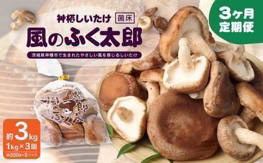 【3ヶ月定期便】神栖市しいたけ「風のふく太郎」 約1kg 椎茸 しいたけ キノコ 野菜 肉厚茨城県神栖市51000野菜・きのこきのこ
