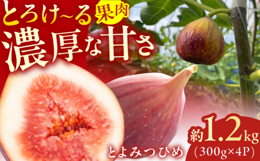 【★先行予約★ 2026年9月上旬より発送】とよみつひめ 約1.2kg(300g×4パック) いちじく 無花果 いちじく イチジク いちじく 旬 イチジク いちじく フルーツ いちじく 果物 いちじく イチジク