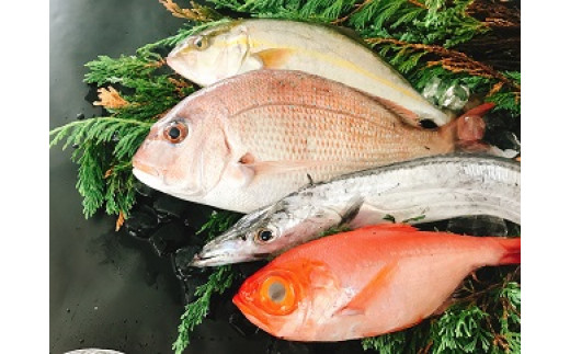 太刀魚と旬の魚セット(約4種類 / 約0.7~1kg程度)(A66-1)和歌山県有田市12000魚介・海産物鮮魚
