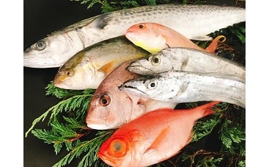 太刀魚と旬の魚セット(約6種類 / 約1.5~2kg程度)(A67-1)和歌山県有田市22000魚介・海産物鮮魚