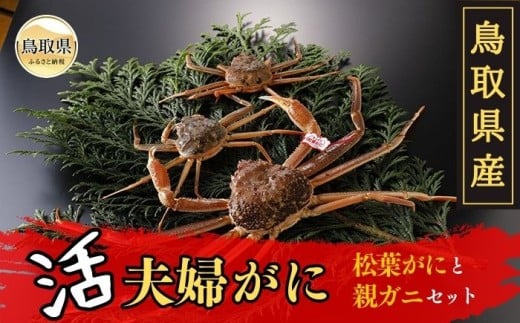 D24-019 鳥取県産 活夫婦がに【期間限定】 鳥取県 おすすめ 松葉がに ズワイガニ鳥取県50000魚介・海産物カニ