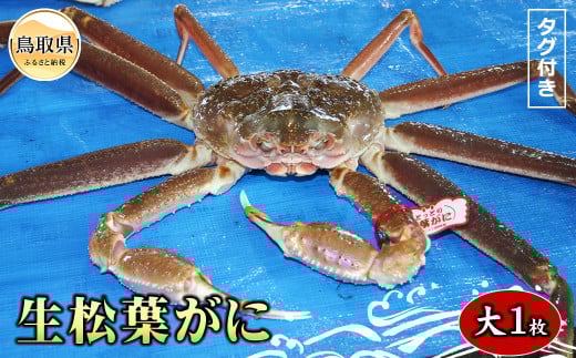 E24-075 【魚倉】タグ付き生松葉ガニ 大 約800g【期間限定】 鳥取県 おすすめ 松葉かに ズワイガニ鳥取県70000魚介・海産物カニ