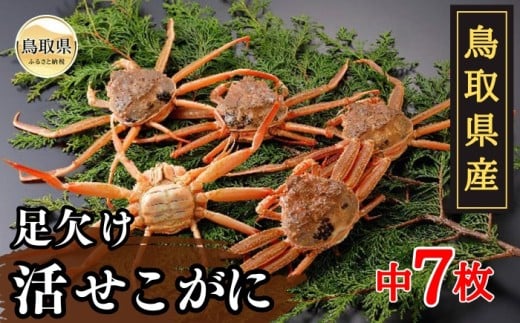 C24-087 鳥取県産 足欠け活せこがに(中7枚)【期間限定】 鳥取県 おすすめ セコガニ ズワイガニ鳥取県30000魚介・海産物カニ