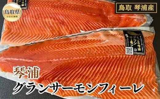 B24-462 琴浦 グランサーモンフィーレ(総目方1kg~1.2kg) 【数量限定】鳥取県20000魚介・海産物鮮魚