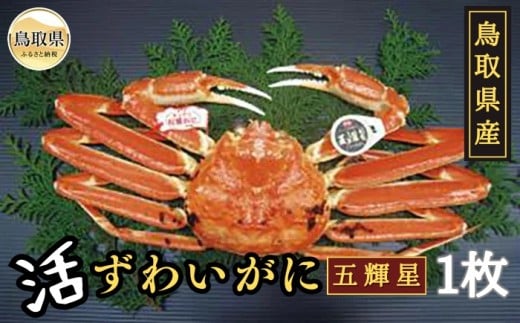 F24-121 鳥取県産 活ずわいがに 五輝星【期間・数量限定】 鳥取県 おすすめ 松葉かに ズワイガニ鳥取県370000魚介・海産物カニ