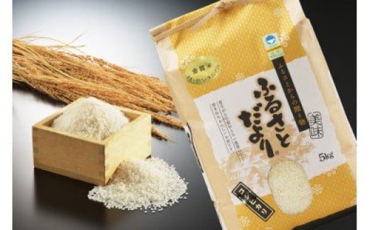 【令和7年産】日本一おいしい米コンテスト 金賞受賞 早川農興コシヒカリ 白米5kg FC015016新潟県燕市15000米・パン白米